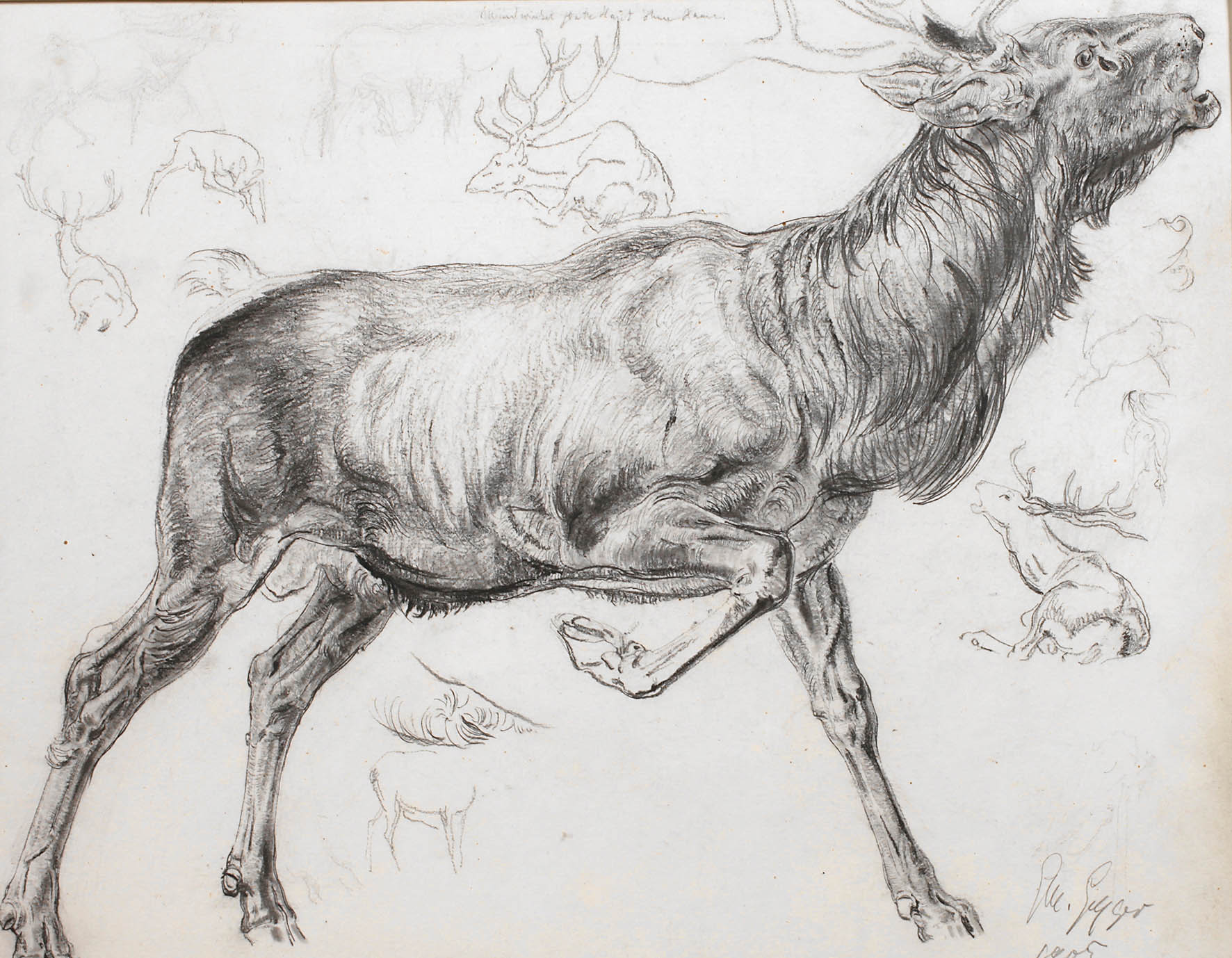 Prof. Ernst Moritz Geyger, Hirschstudie