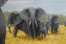 Gernot Rasenberger, Elefanten in der Savanne