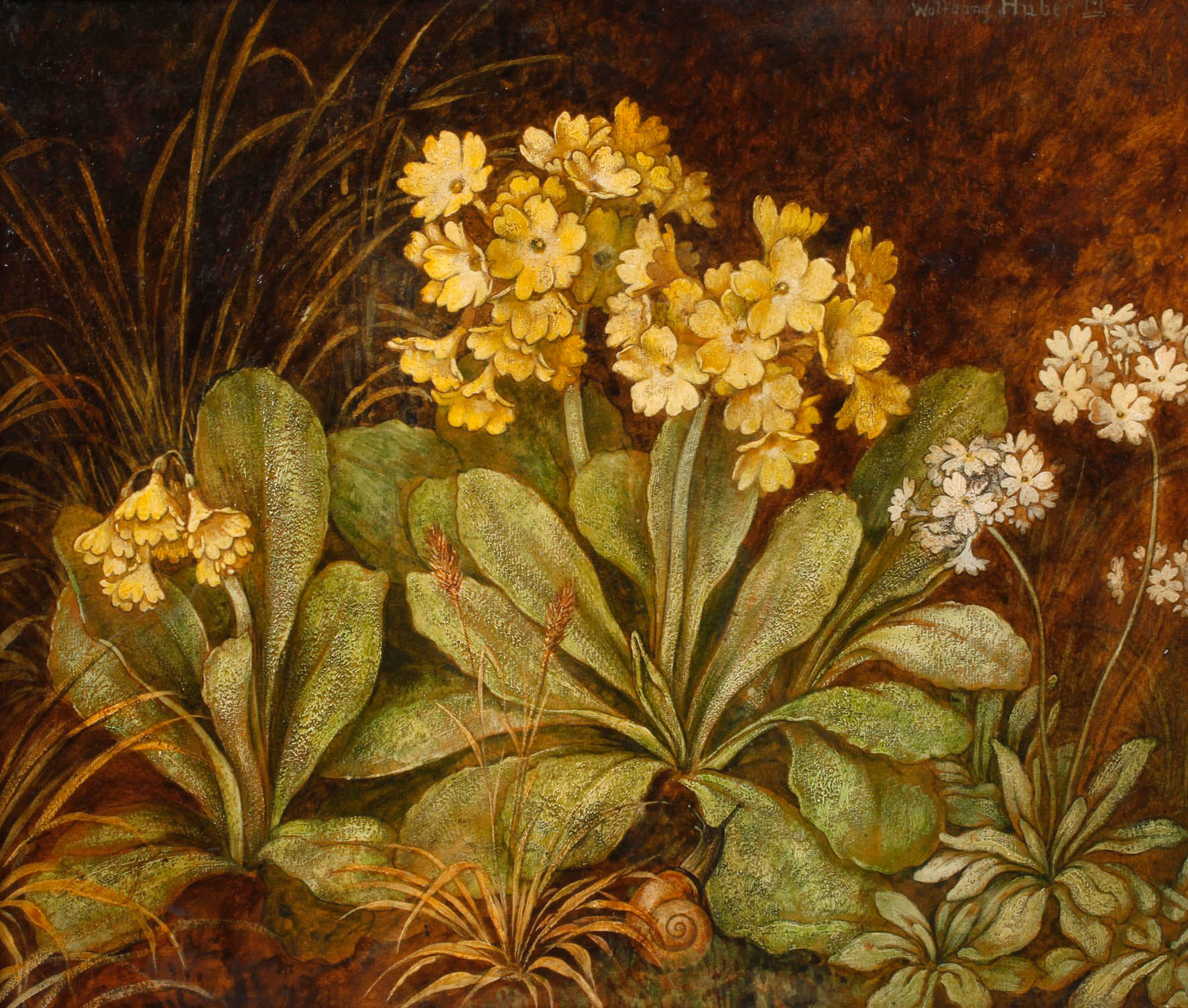 Wolfgang Huber, ”Aurikel”