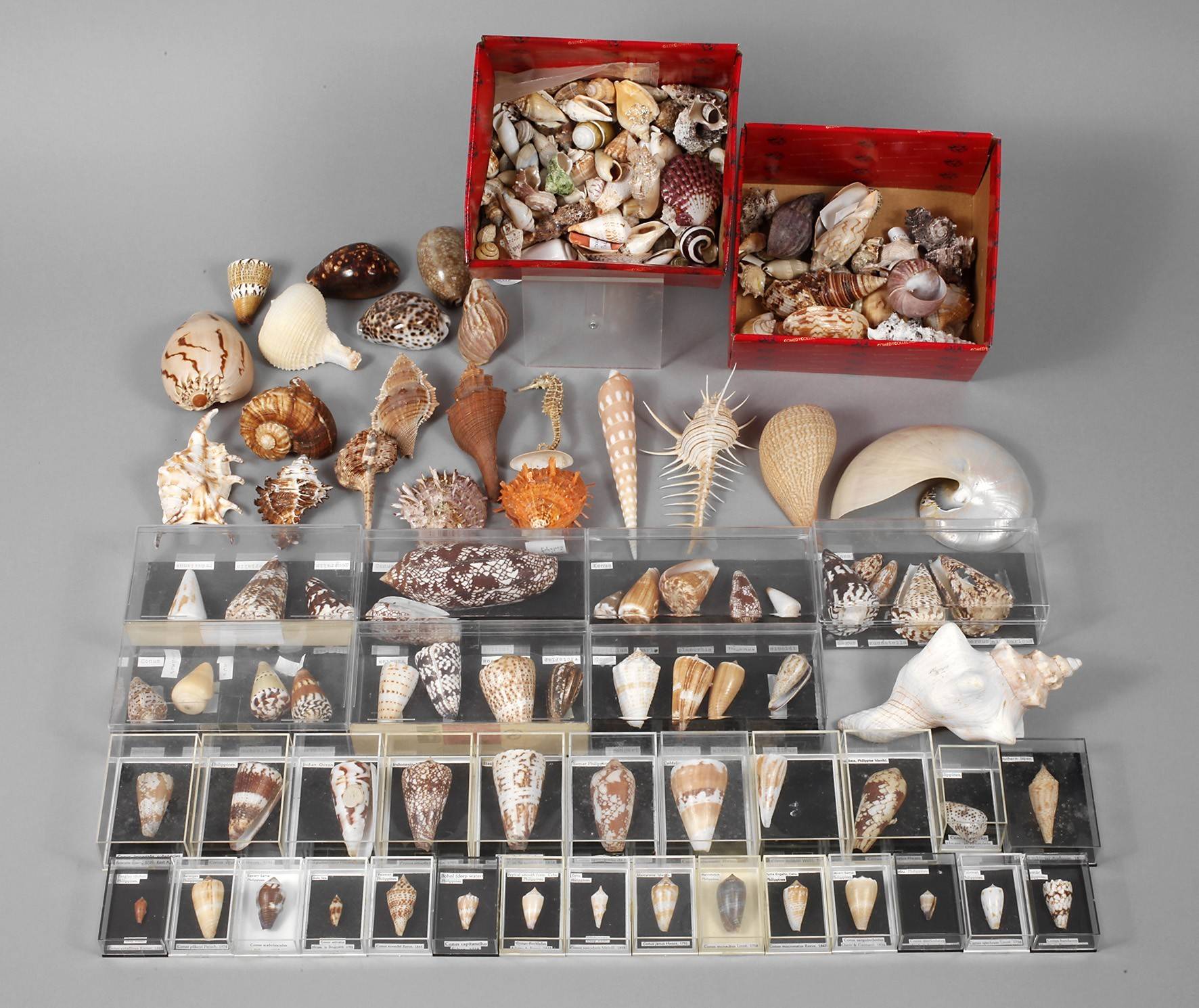 Große Schneckensammlung