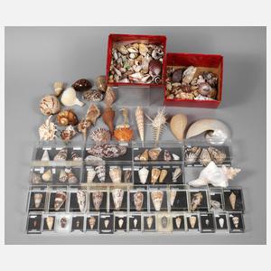 Große Schneckensammlung