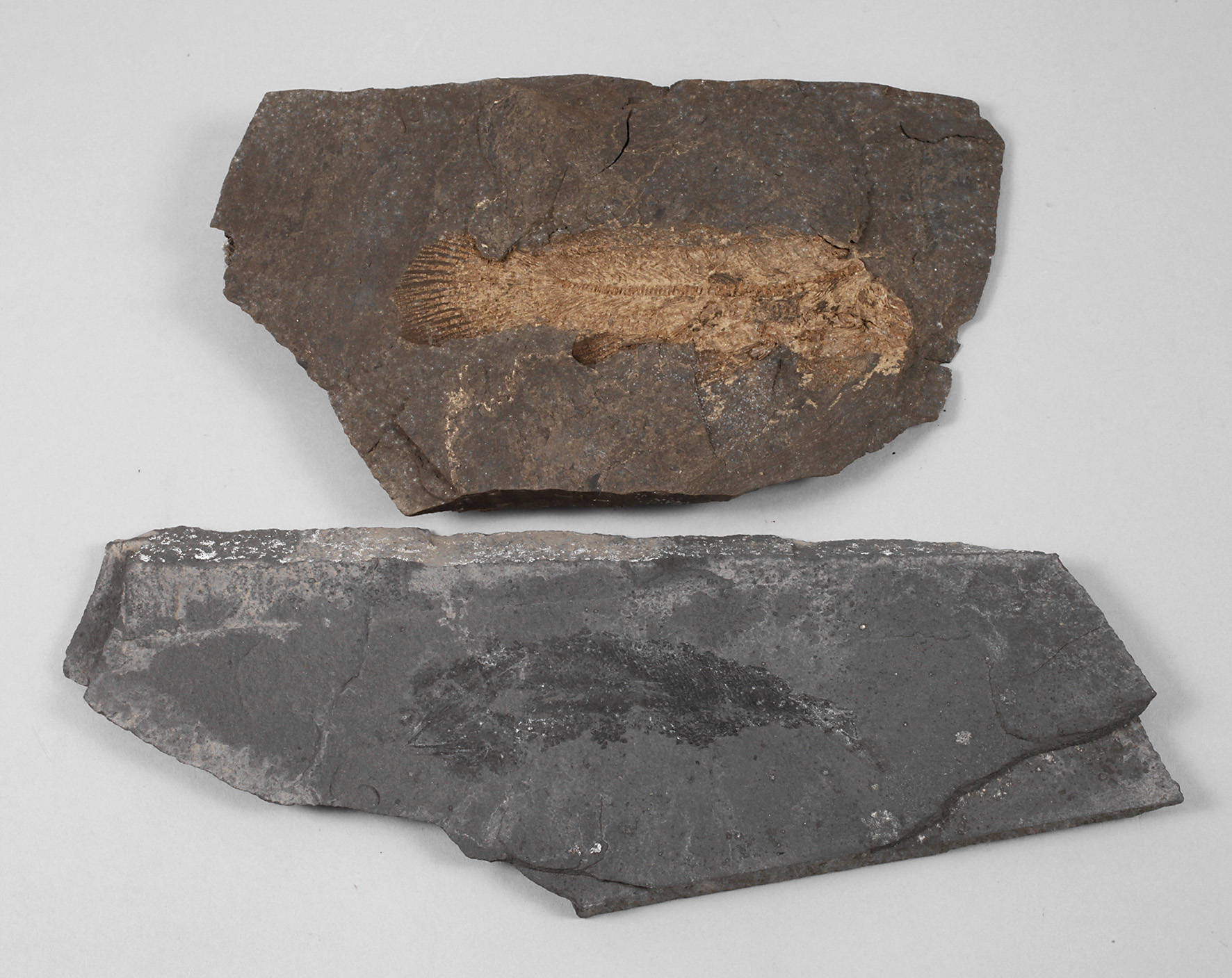 Zwei versteinerte Fischabdrücke