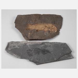 Zwei versteinerte Fischabdrücke