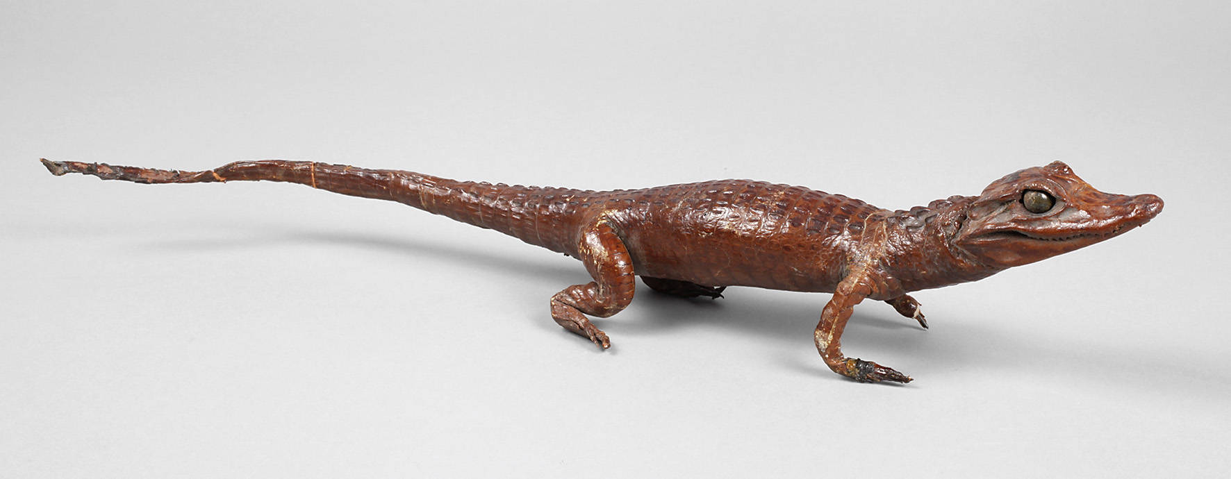 Kleines Tierpräparat