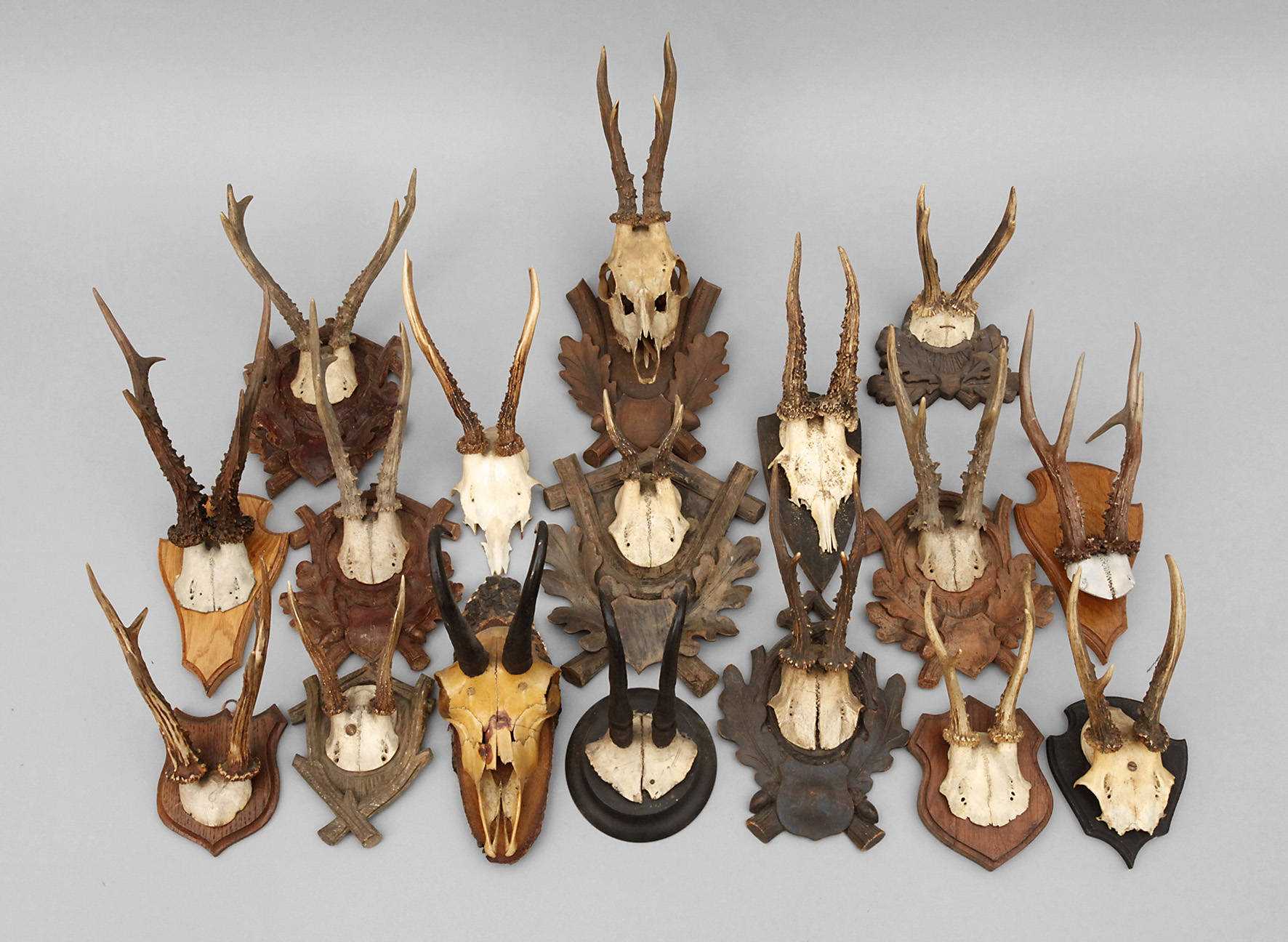 Konvolut Jagdtrophäen