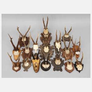 Konvolut Jagdtrophäen