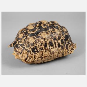 Schildkrötenpanzer