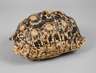 Schildkrötenpanzer