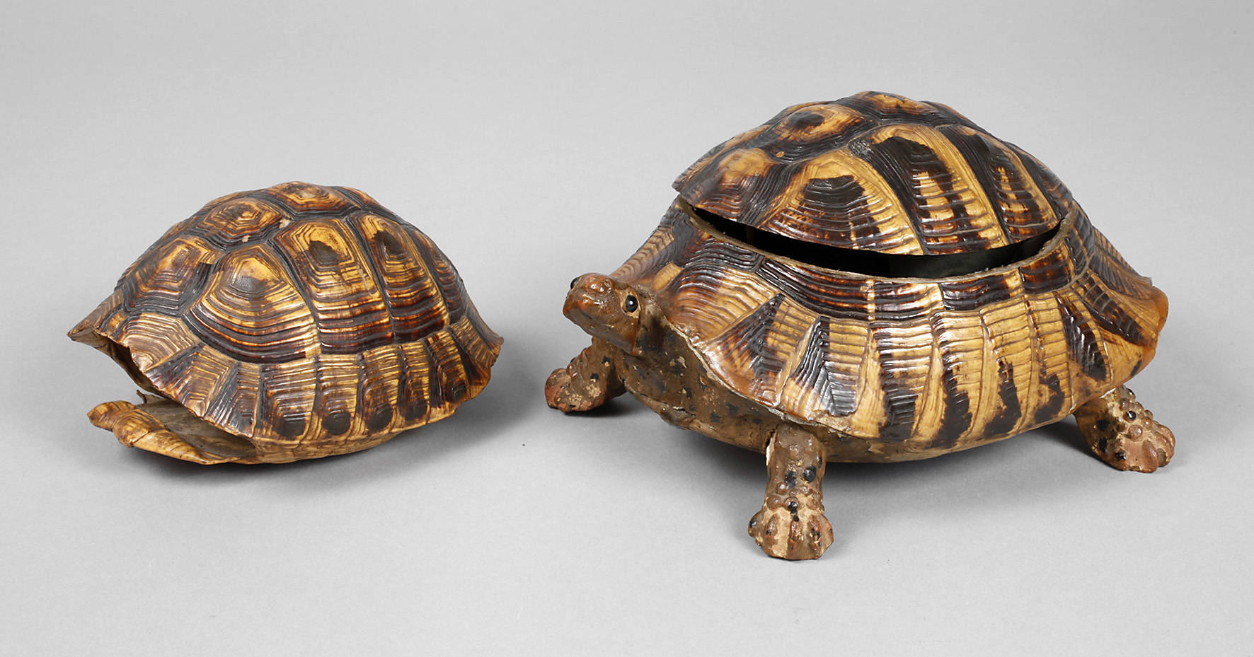 Zwei Schildkrötenpanzer
