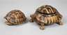 Zwei Schildkrötenpanzer