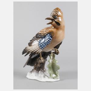 Rosenthal großer Eichelhäher