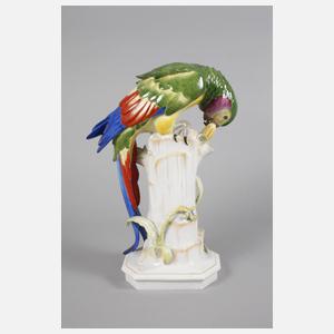 Schwarzburg Papagei mit Maiskolben