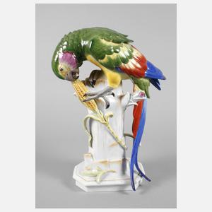 Schwarzburg Papagei mit Maiskolben