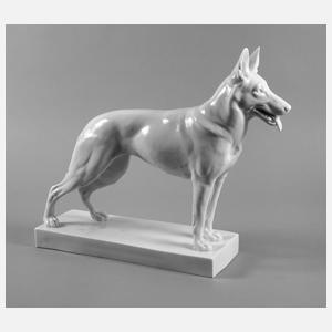 Schwarzburg Schäferhund