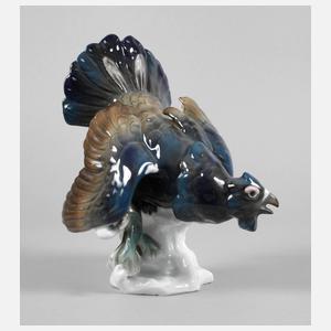 Volkstedt balzender Auerhahn