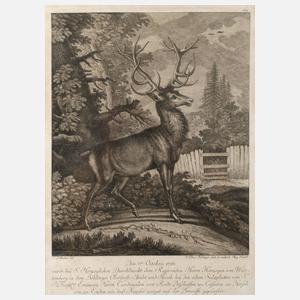 Johann Elias Ridinger, Hirschdarstellung