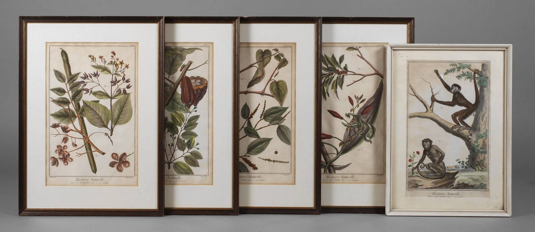 Benard, Konvolut Pflanzen- und Tierdarstellungen