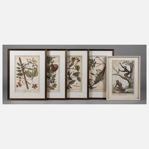 Benard, Konvolut Pflanzen- und Tierdarstellungen