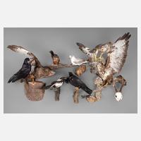 Konvolut Vogelpräparate111