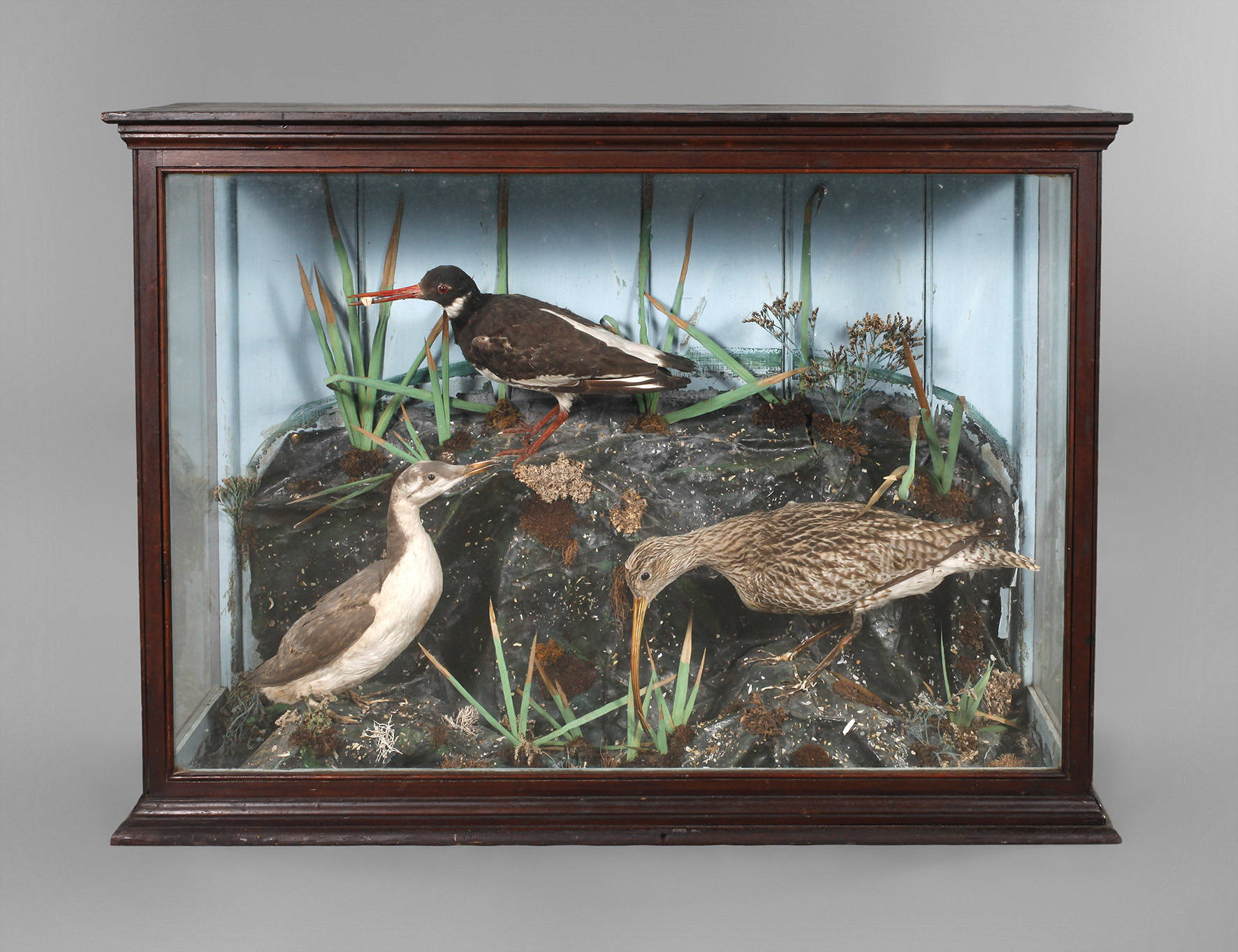 Schauvitrine mit Vogelpräparaten