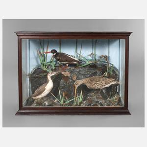 Schauvitrine mit Vogelpräparaten