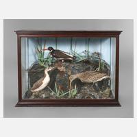 Schauvitrine mit Vogelpräparaten111
