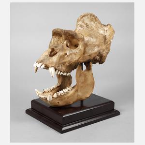 Replik eines Gorillaschädels