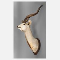 Große Jagdtrophäe111