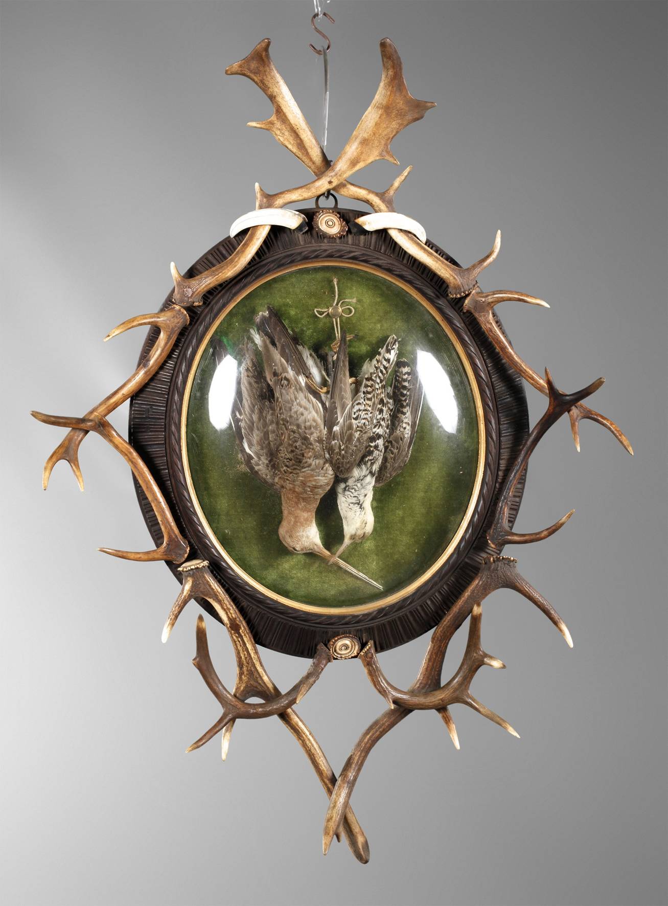 Tierpräparat im Schaukasten