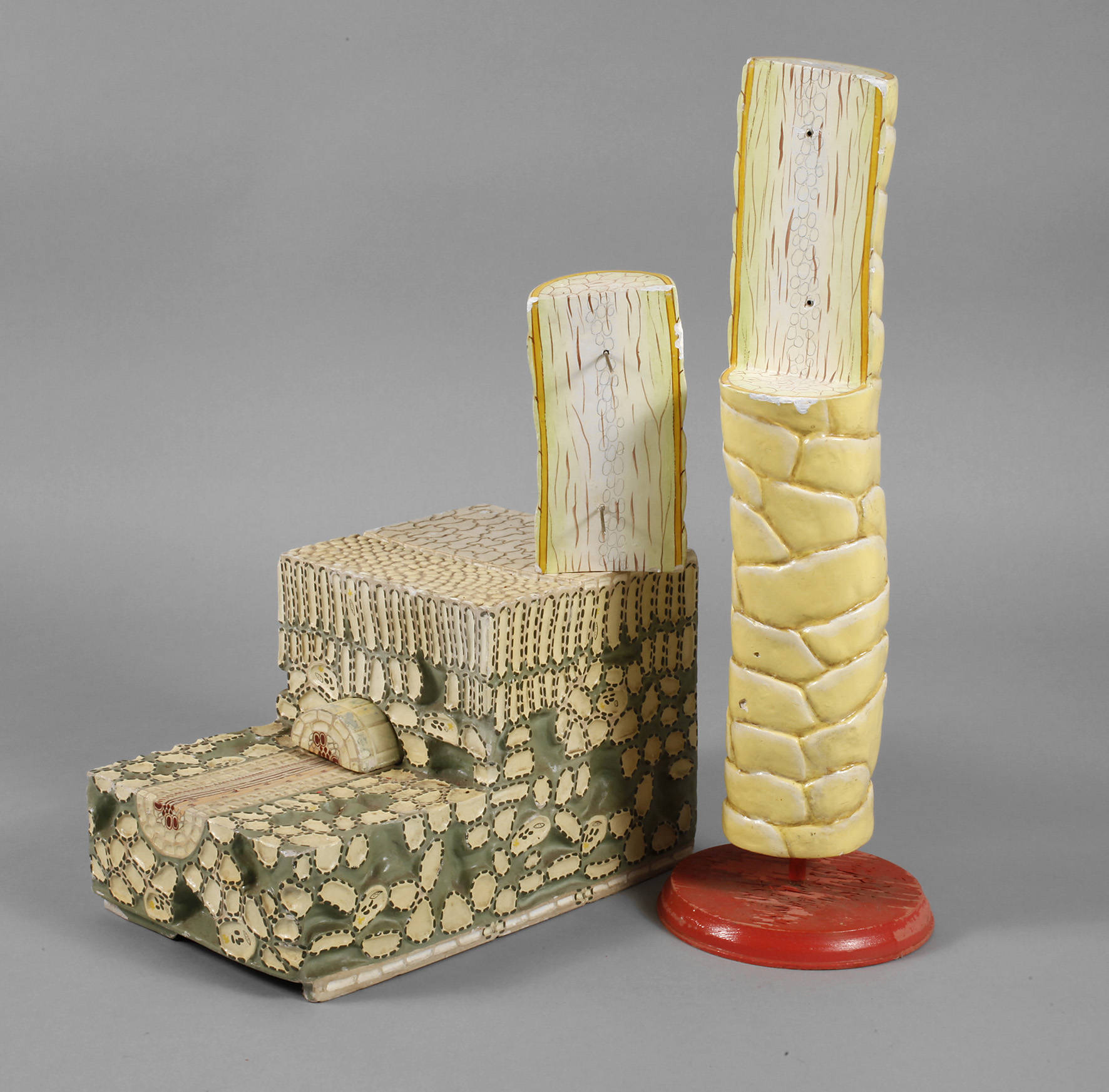 Zwei biologische Anschauungsmodelle