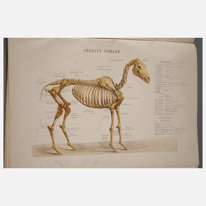 Hippologie Atlas Russland