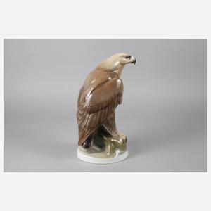 Schierholz Plaue großer Falke auf Ast