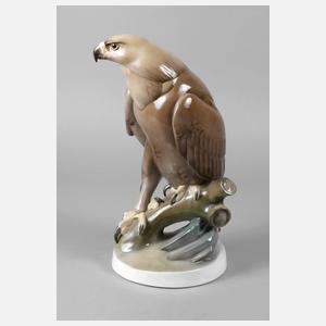 Schierholz Plaue großer Falke auf Ast