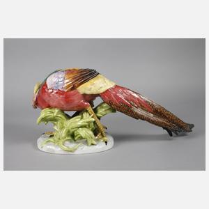 Potschappel Dresden großer Fasan