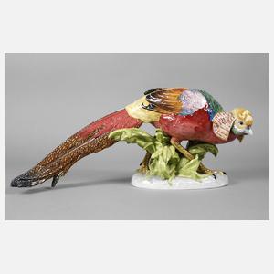 Potschappel Dresden großer Fasan