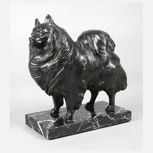 Stehender Zwergspitz