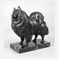 Stehender Zwergspitz111