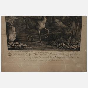 Martin Elias Ridinger, Rehbock mit abnormen Geweih