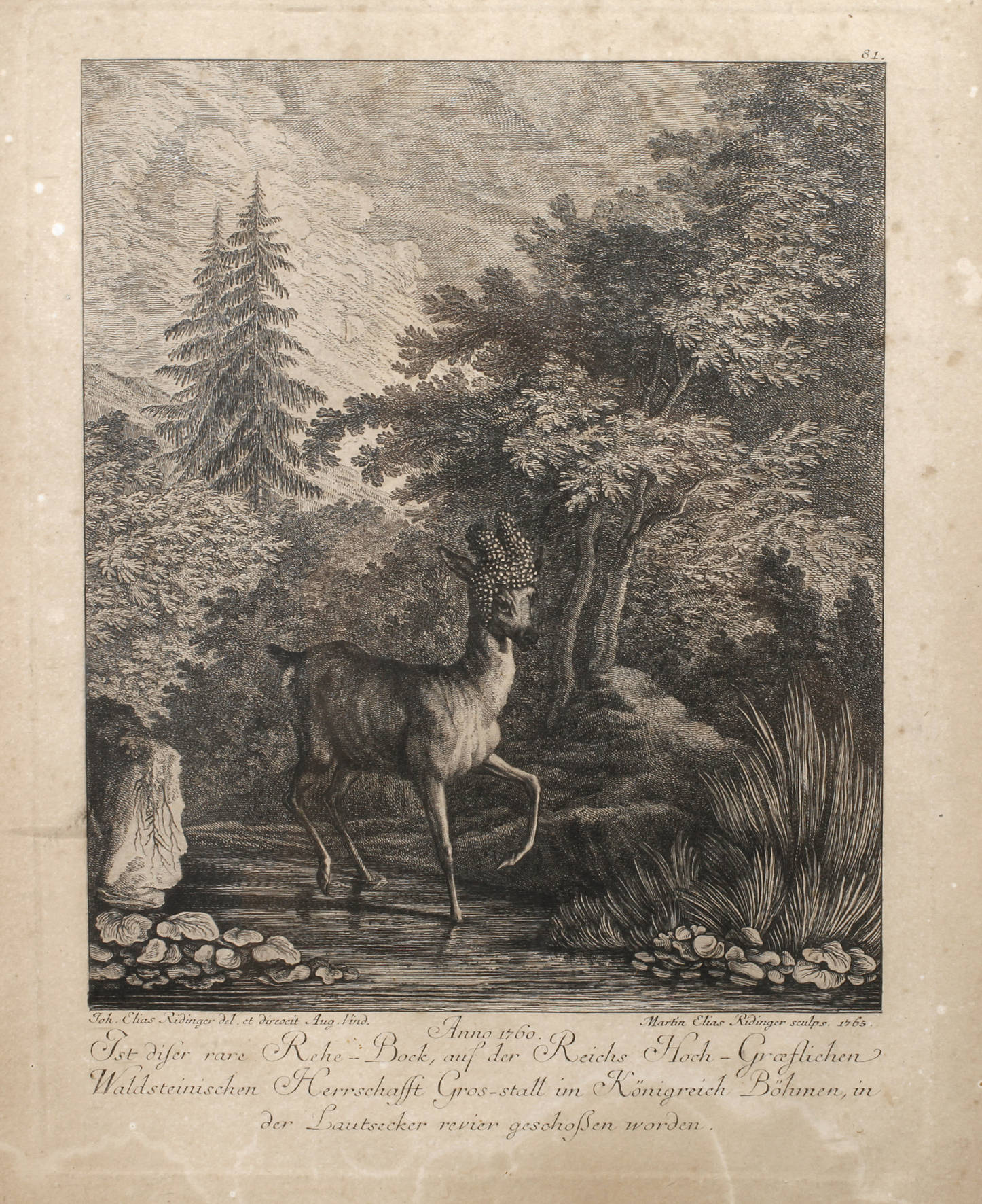Martin Elias Ridinger, Rehbock mit abnormen Geweih