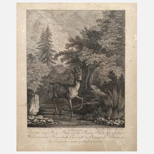 Martin Elias Ridinger, Rehbock mit abnormen Geweih