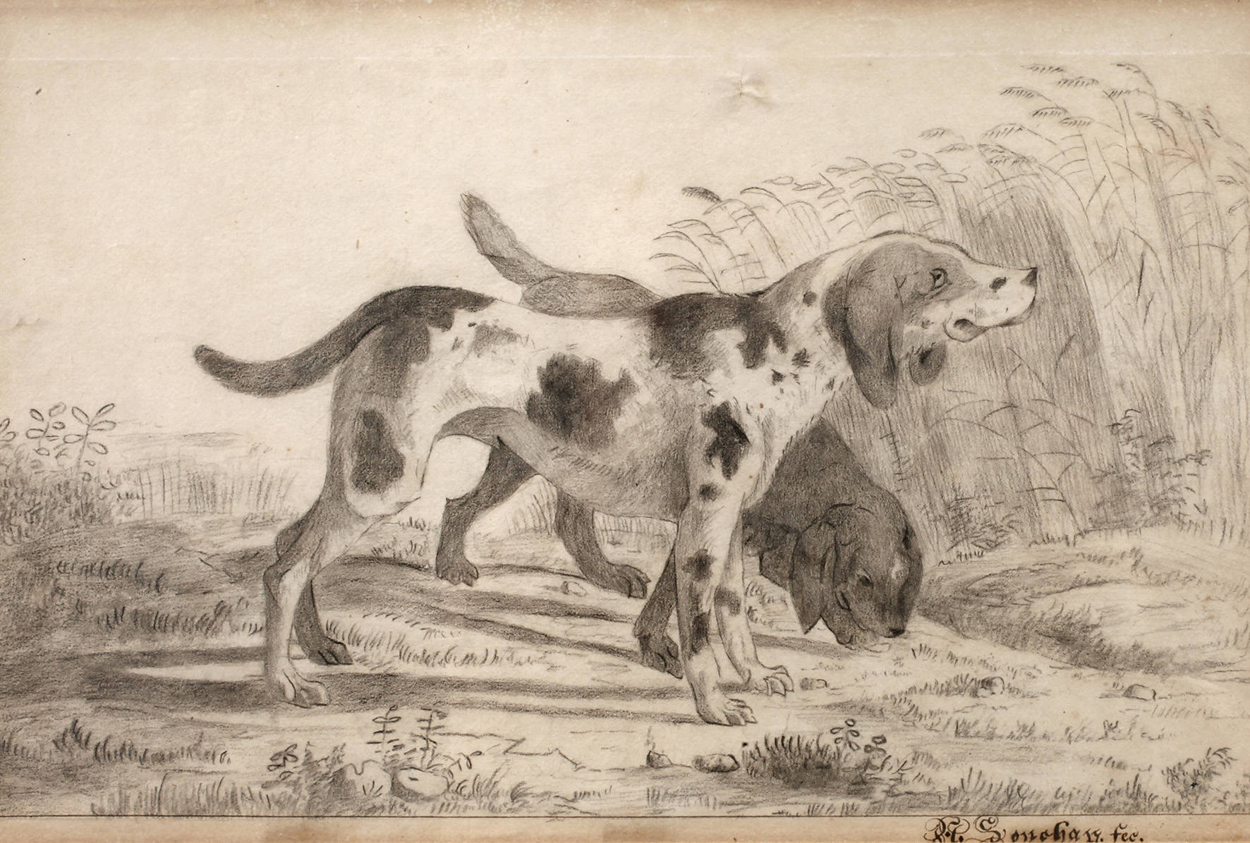 A. Souchay, Jagdhunde