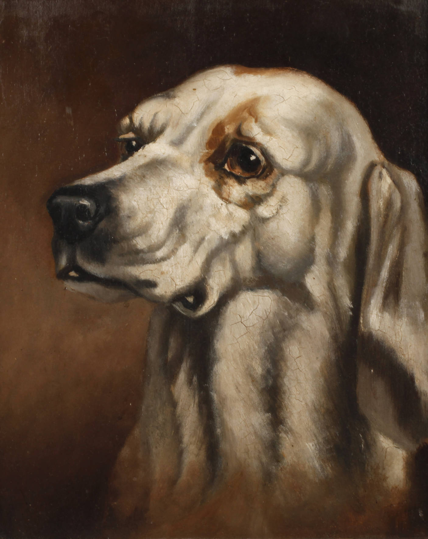 Hundeportrait