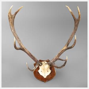 Große Jagdtrophäe