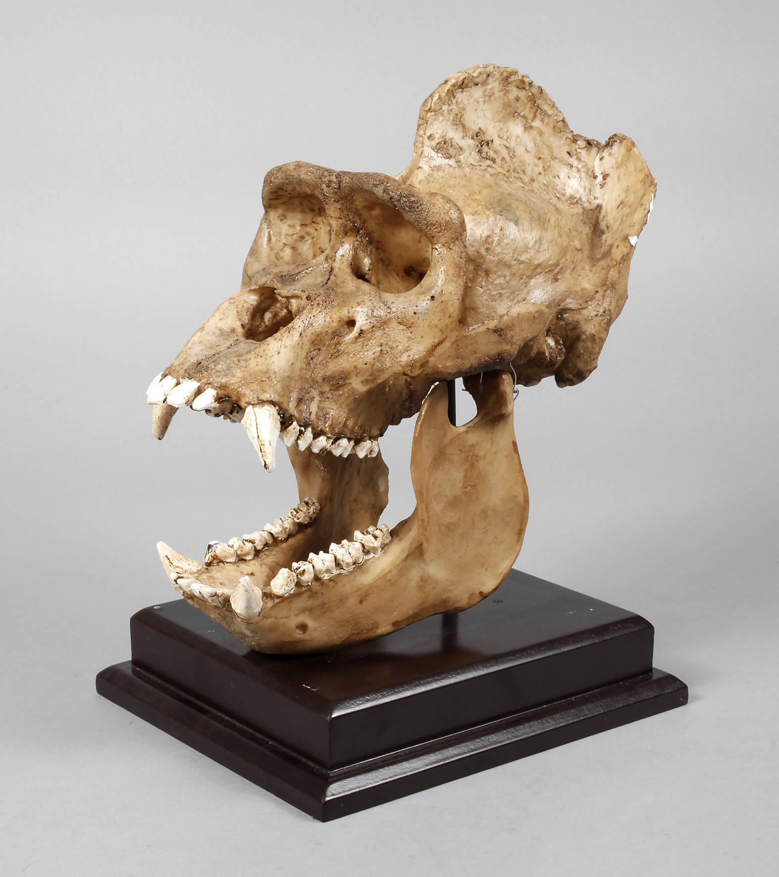 Replik eines Gorillaschädels