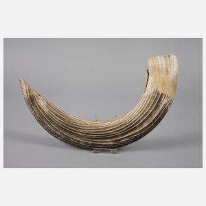 Mächtiger fossiler Hauer eines Flusspferdes