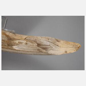 Mächtiger fossiler Hauer eines Flusspferdes