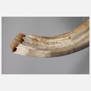 Mächtiger fossiler Hauer eines Flusspferdes