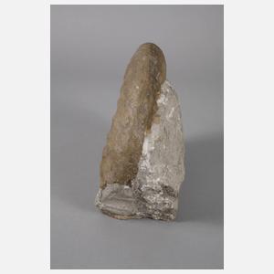 Großer fränkischer Ammonit