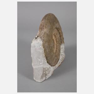 Großer fränkischer Ammonit