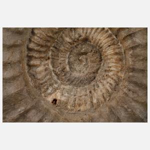 Großer fränkischer Ammonit